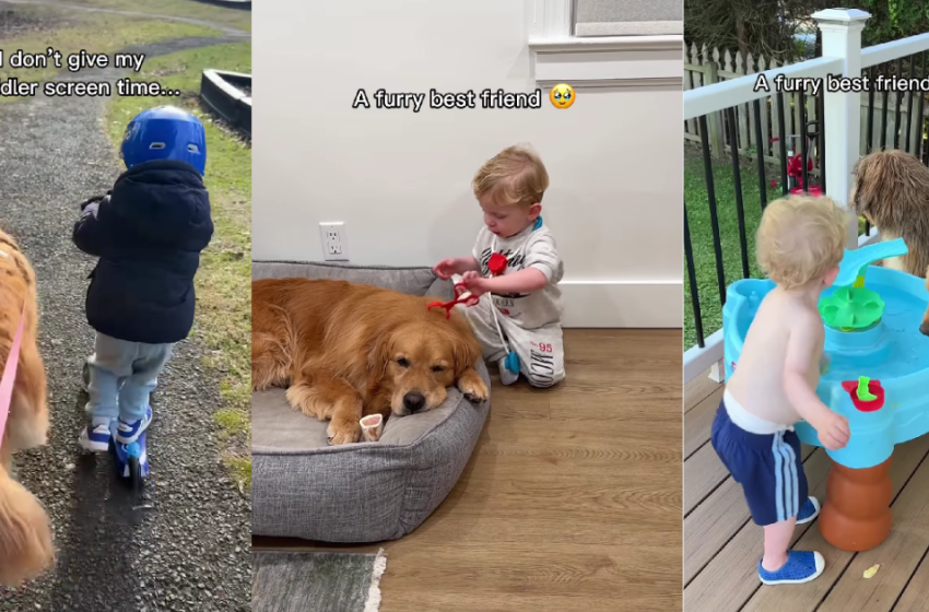  Best Friends Golden Retriever & Little Boy Are Partners in Everything