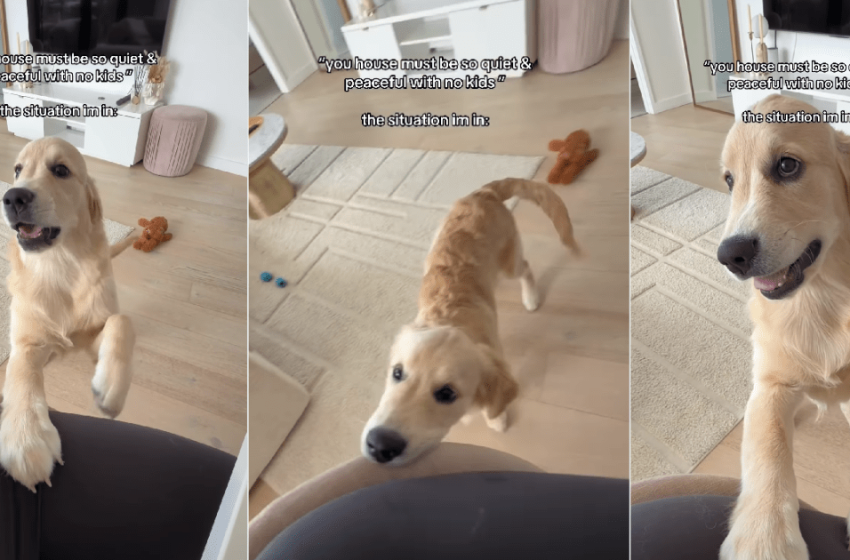  Golden Retriever Is Pure Mischief & Reason Why There’s No Peace at Home