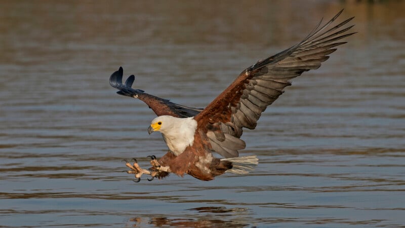 An African fish eagle swoops low over the water with wings spread wide, talons extended, about to catch prey from the surface. The water reflects the bird's striking brown, white, and black plumage.