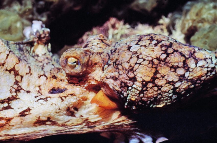  Male octopuses guided through mating by female hormones