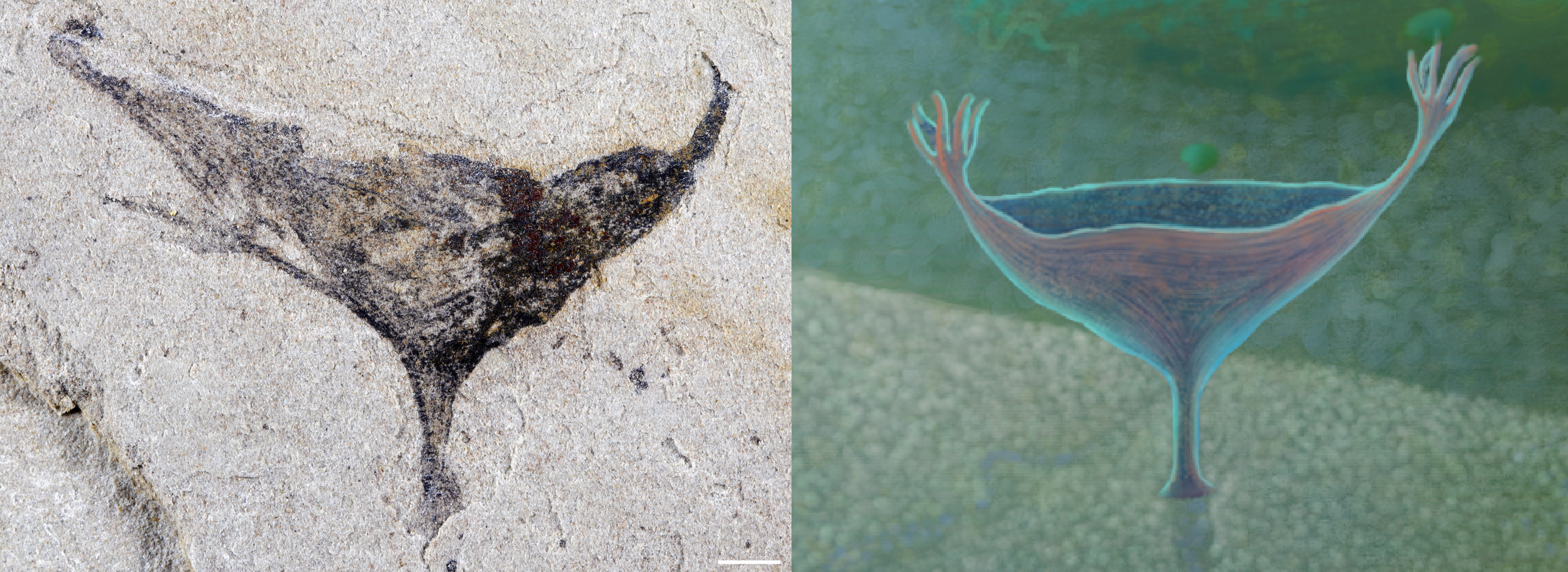 Two images, one a photo and one a cartoon, showing a cup-shaped body with tentacles at both ends, and a stalk connecting it to the ocean floor.