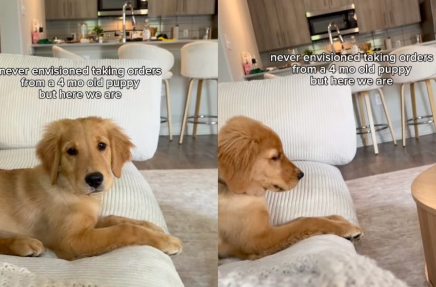  Golden Retriever Puppy Has Orders for Mom Like She Never Saw Coming
