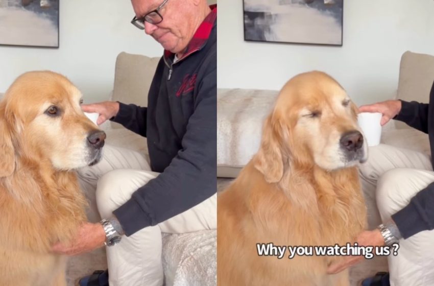  Golden Retriever Gives Mom ‘Stink Eye’ When She Disrupts His Privacy