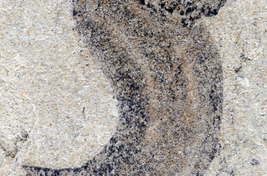  New fossil deposits show complex animal groups predating the Cambrian