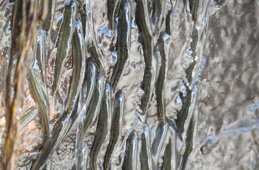  For 50 years, there have been rumours of these fish climbing waterfalls. Scientists just filmed them doing it for the first time