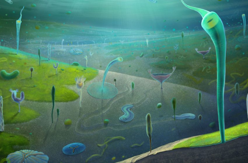  Fossil site in China reveals bevy of complex creatures lived prior to the Cambrian explosion, including a ‘Dune’-like sandworm