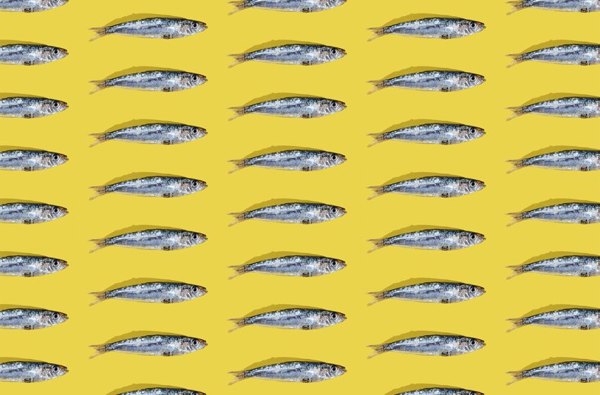  What is sardinemaxxing and why are people trying it?