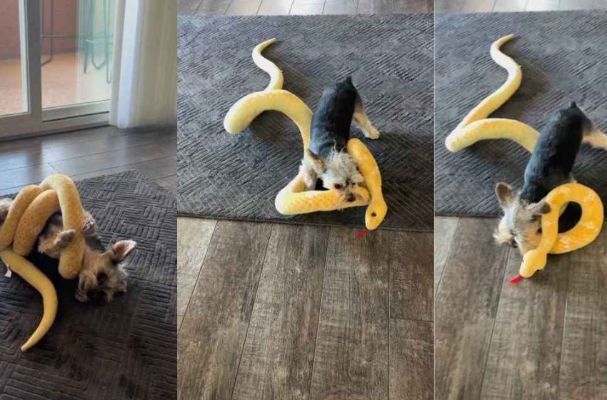  Yorkie Flaunts His ‘Killer Instincts’ While Battling a Toy Snake