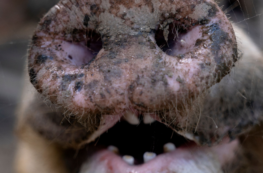  a Former Worker Exposes Conditions Inside Slaughterhouse