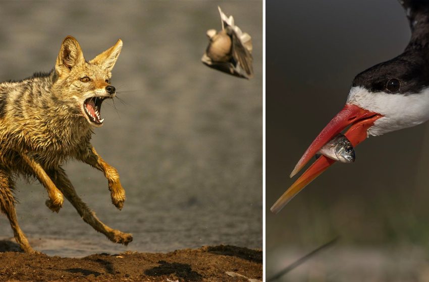  The Evolving Role of Technology vs Skill in Wildlife Photography