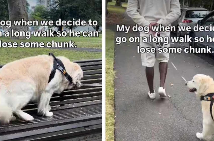  Golden Retriever Leaves for a Walk & Decides to Sit on a Bench Instead