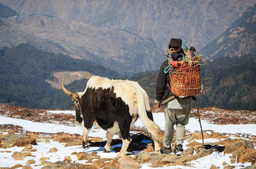  ‘They could spend 4 or 5 hours per day underwater’: How humans adapted to the most challenging environments