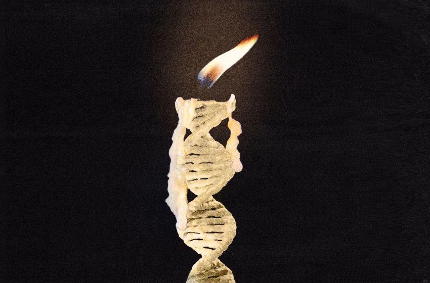  How much do genetics actually dictate how long we live?