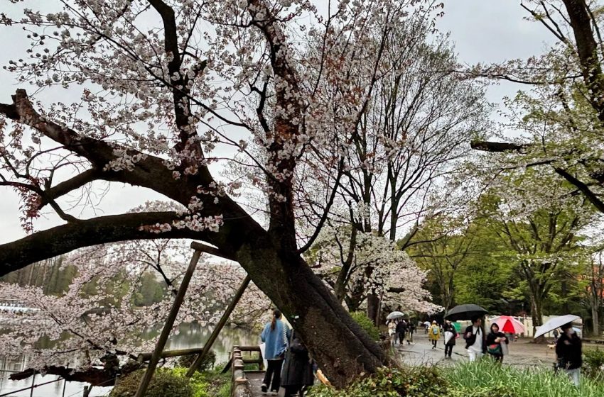  Collapse of Tokyo’s aging cherry blossom trees during viewing season raises safety concerns