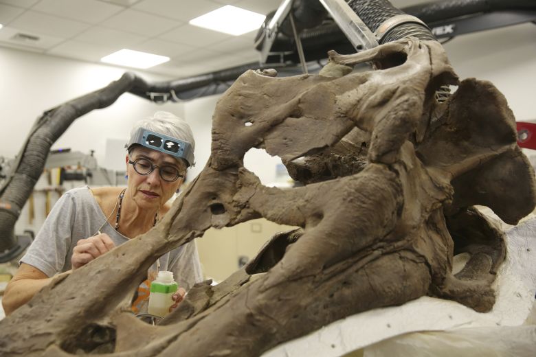 A volunteer works on preserving a Tyrannosaurus rex skull in the paleontology lab at the Burke Museum in Seattle in 2019.