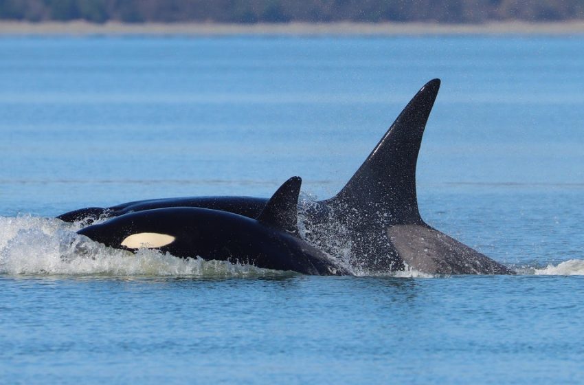  Mysterious pod of killer whales never seen before visits Seattle