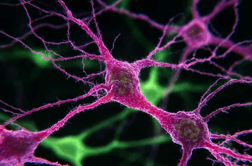  One Compound Repairs Neurons with Autism Mutations