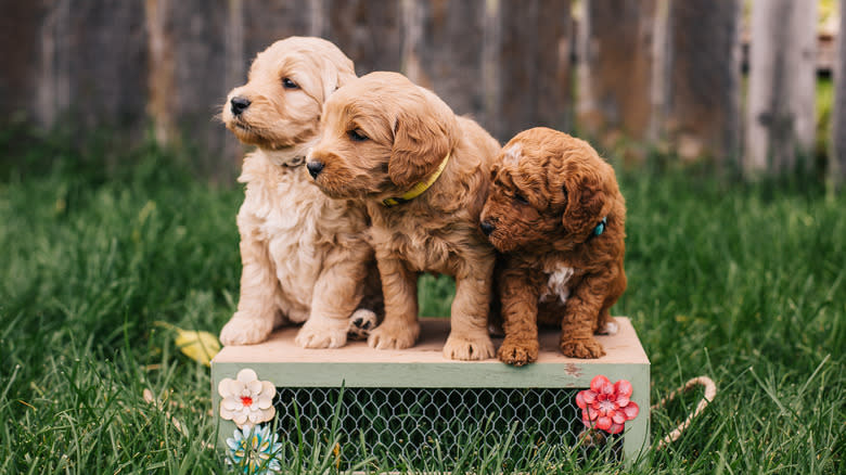 Three goldendoodle puppies standing together on flower box.