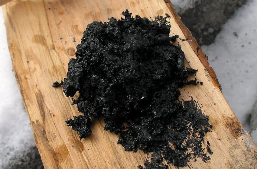  Neanderthals Used Ancient Gloop as Antibacterial Medicine, Study Suggests : ScienceAlert