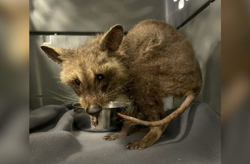  Rescuer Assumes They Saved A Sick ‘Opossum’ — Then The Truth Surprises Them