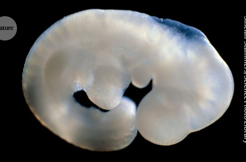  Female mice grow testes after this single DNA tweak