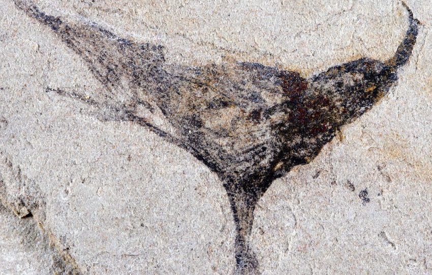  Fossils from China show complex life evolved millions of years earlier than once thought