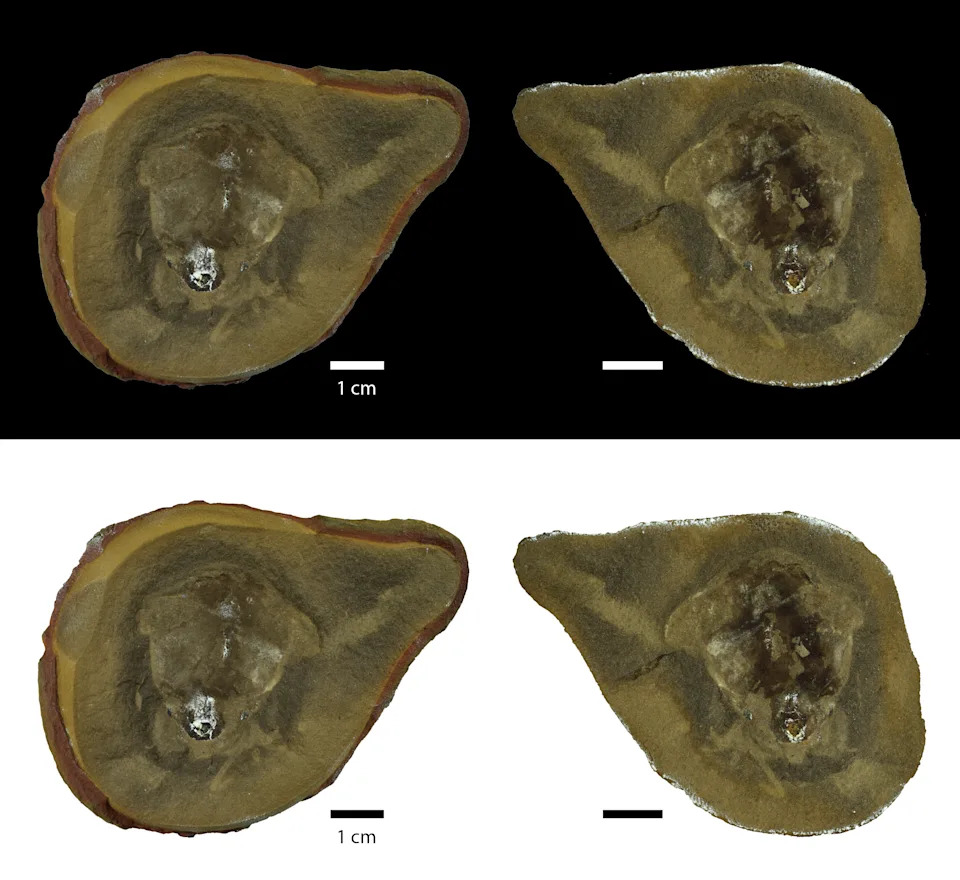 Four scans of the holotype of Pohlsepia mazonensis.