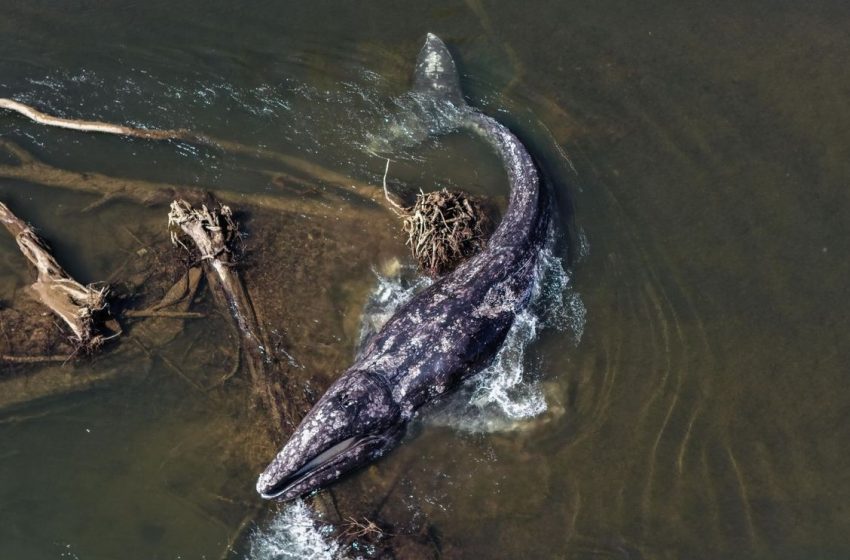  Whale found dead after second sighting in a week on Willapa River, researchers say