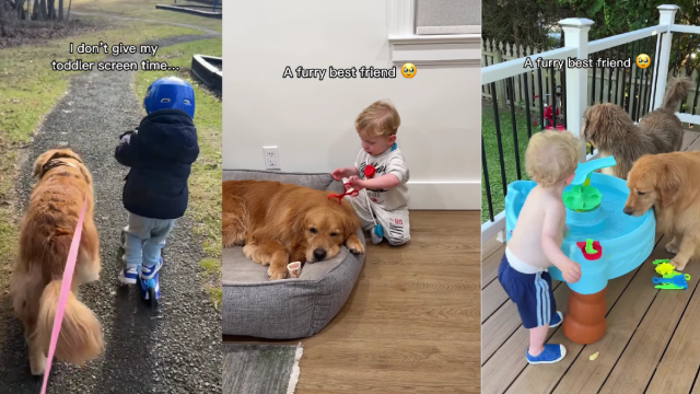  Best Friends Golden Retriever & Little Boy Are Partners in Everything