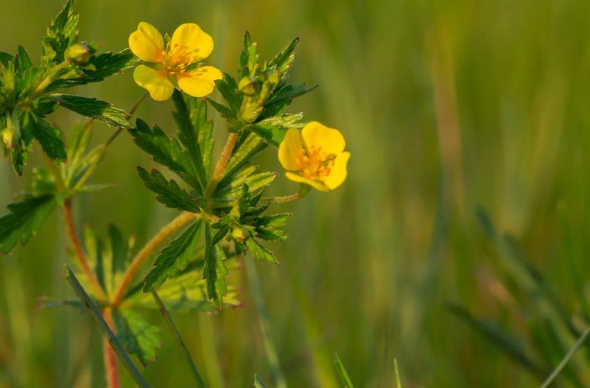  Wildflower once used to treat wounds and sore throats shows promise in fighting dangerous superbugs
