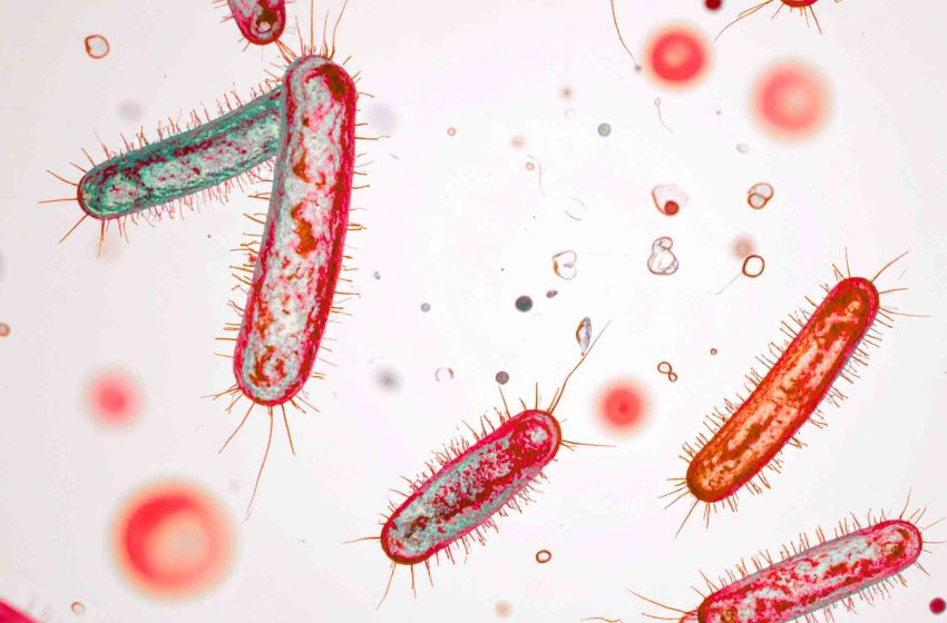  Fungus and bacterium can join forces and cause a super infection