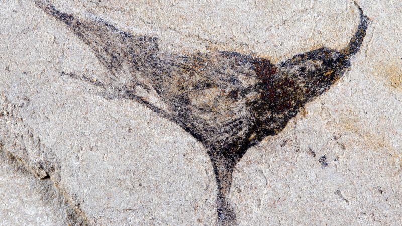  Fossil discovery in China signals earlier appearance of complex animals