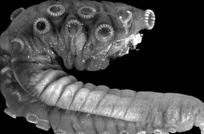  The Octopus Penis Arm Doesn’t Just Deliver Sperm—It Sniffs Out the Sweet Spot