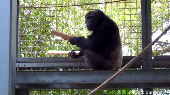  Chimpanzee’s Drum Solo Offers Clues to Origins of Music