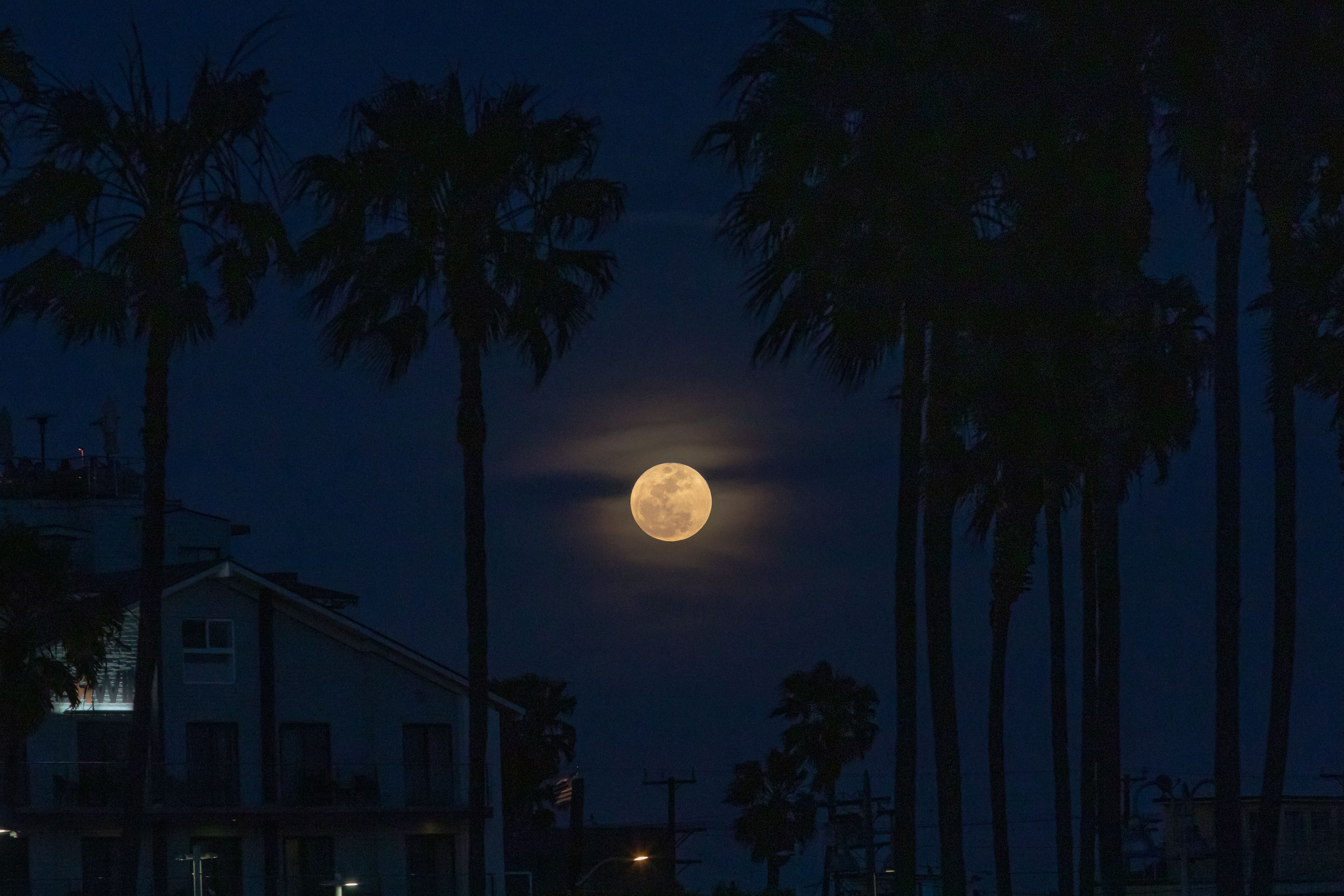 A yellow full moon shines low on the horizon at night, surrounded by palm trees.