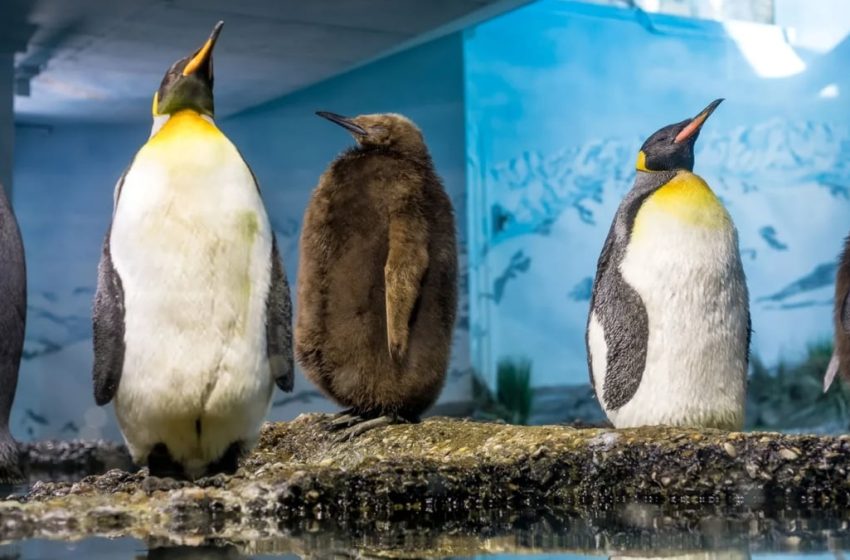  A Disturbing Pattern Emerges in Zoo Penguins With Unlimited Food : ScienceAlert