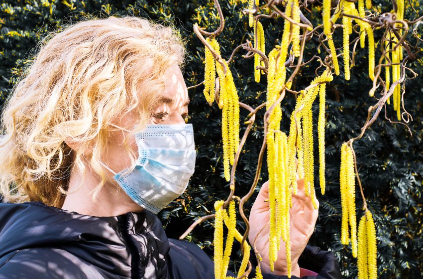  Pollen allergy season is getting longer every year due to city lights