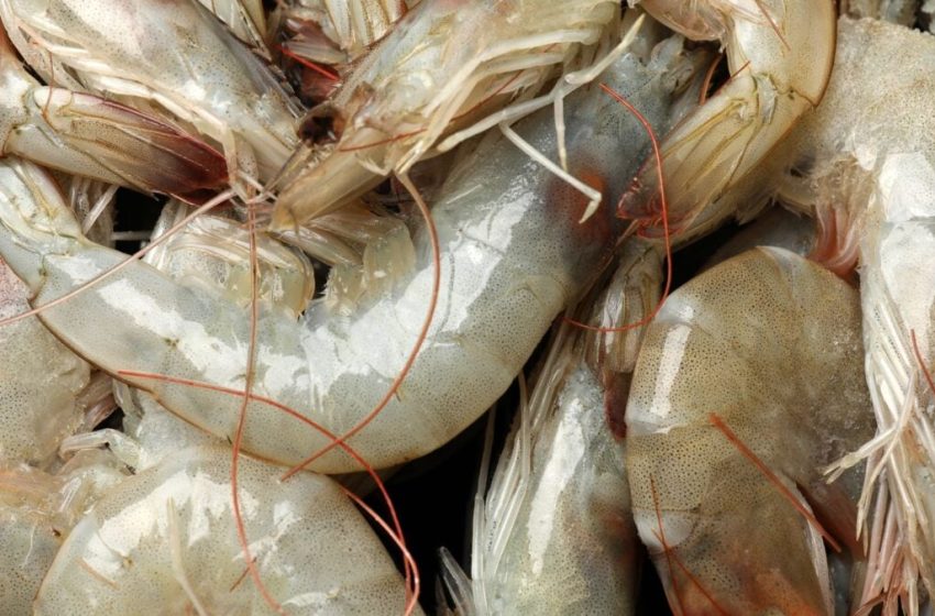  Mysterious Seafood Virus May Be Behind Emerging Eye Disease, Scientists Warn