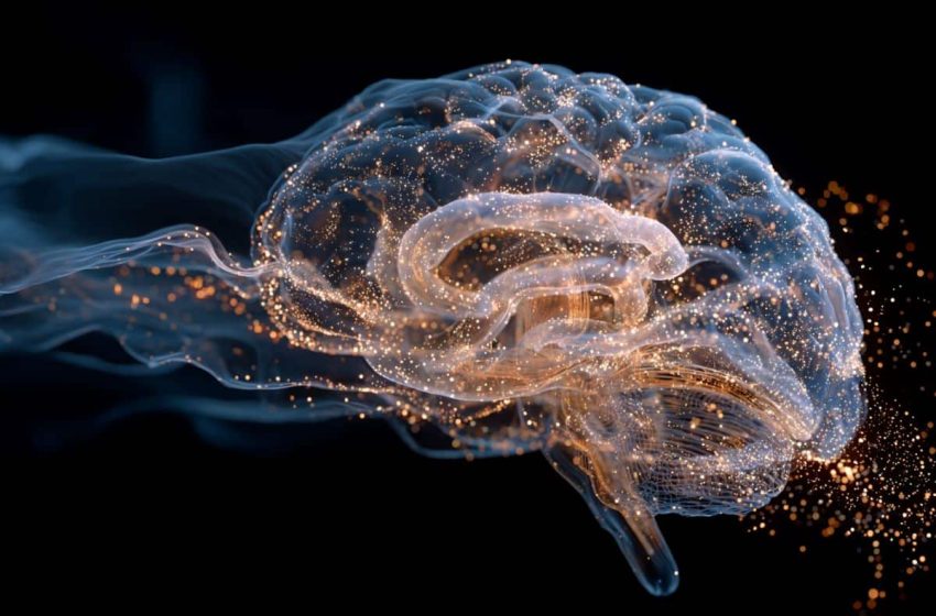  How Slow Waves During Sleep Take Over to Clear Metabolic Trash