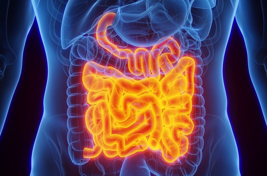  A Special Protein in Your Gut Has The Power to Neutralize Bacteria : ScienceAlert