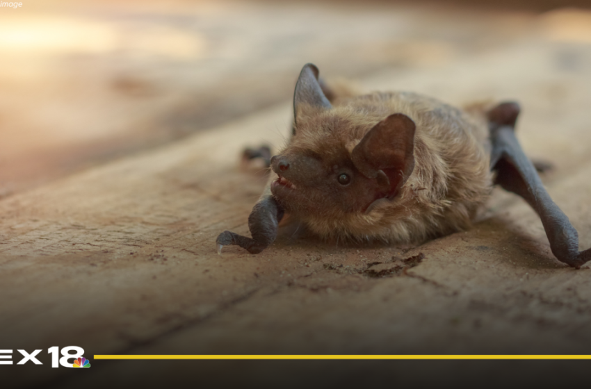 LFCHD confirms bat with rabies found in basement of Lexington home