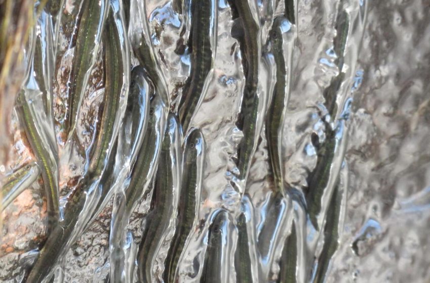  These rock-climbing fish can shimmy up a 50-foot waterfall : NPR