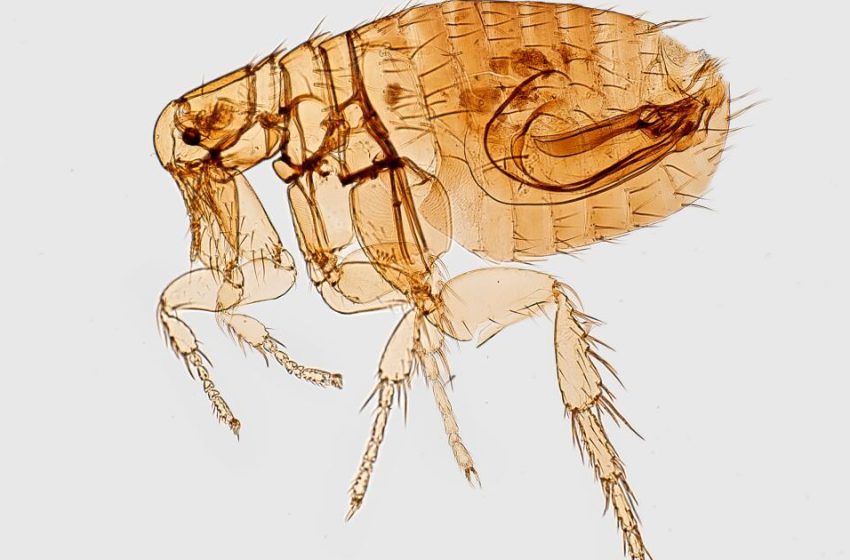  LA hit a record high for typhus cases last year. Why is the flea-borne disease so hard to eradicate?