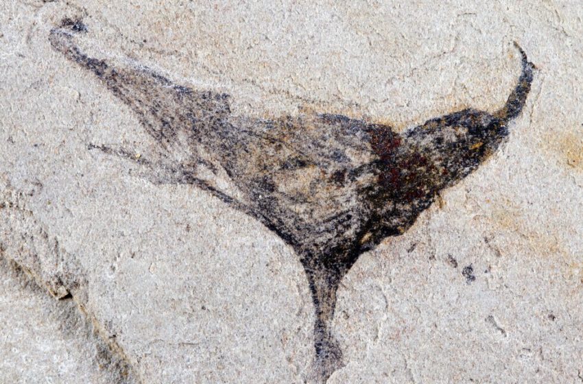  New fossils provide snapshot of the beginning of complex animals that led to us