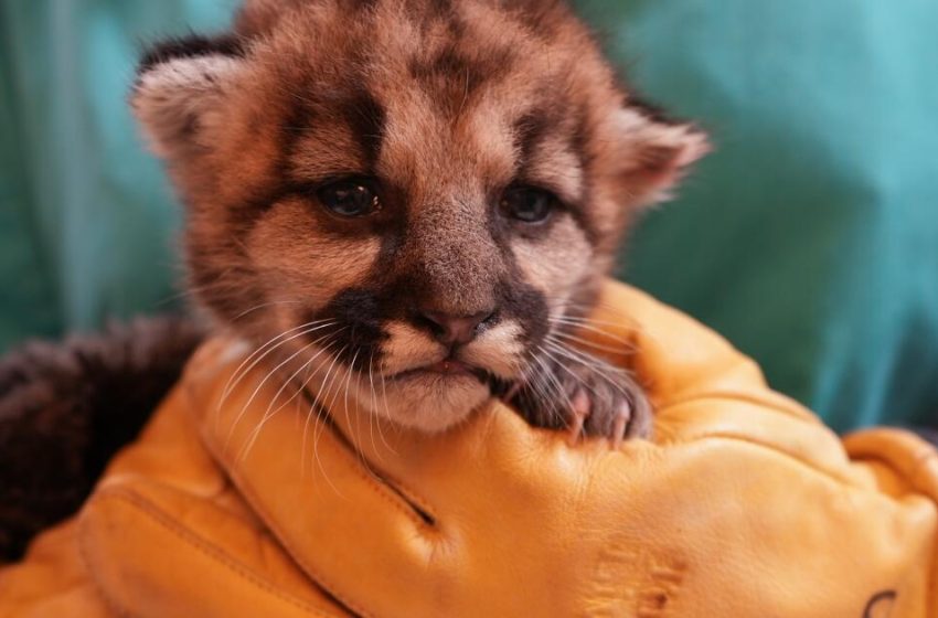  Abandoned baby mountain lion is rescued in Southern California