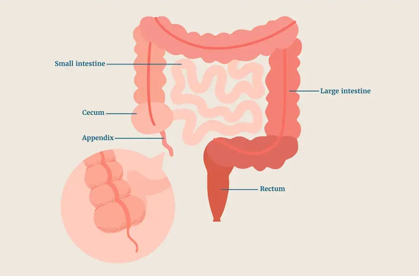  The Appendix Has Evolved Dozens of Times. Scientists Are Finally Figuring Out Why