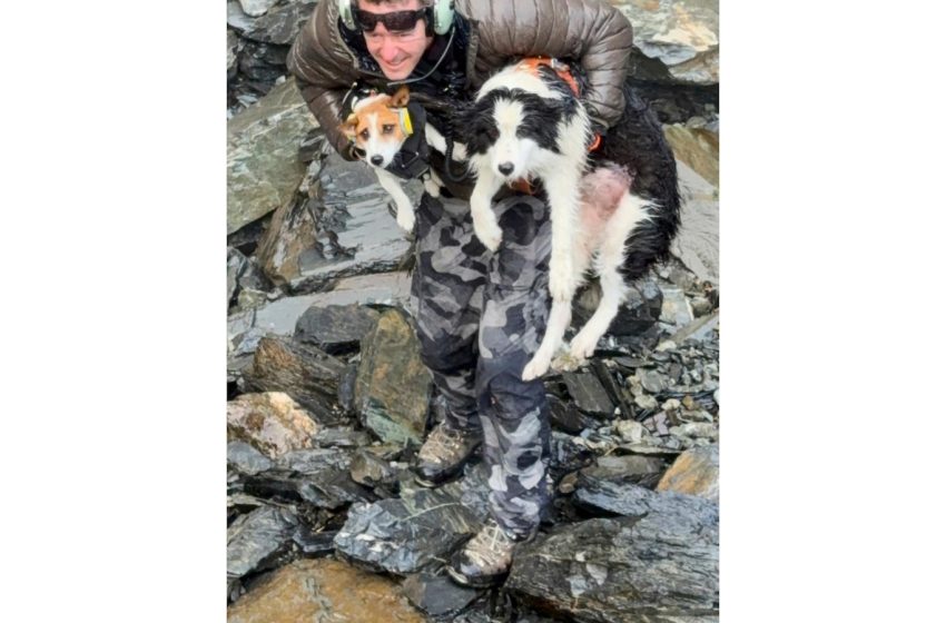  Hiker’s dog lost in forest rescued by helicopter after strangers fund search